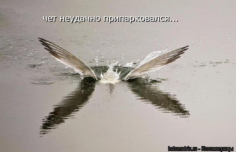 чет неудачно припарковался...... Котоматрица: чет неудачно припарковался...