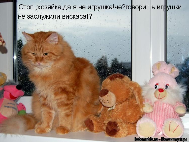 Стоп ,хозяйка,да я не игрушка!чё?говоришь игрушки не заслужили вискаса!?... Котоматрица: Стоп ,хозяйка,да я не игрушка!чё?говоришь игрушки не заслужили вискаса!?
