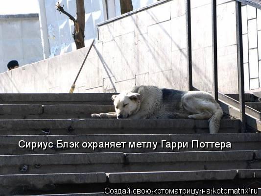 Сириус Блэк охраняет метлу Гарри Поттера... Котоматрица: Сириус Блэк охраняет метлу Гарри Поттера