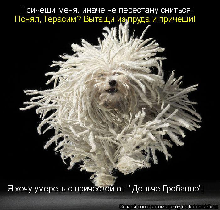 Причеши меня, иначе не перестану сниться! Понял, Герасим? Вытащи из пруда и причеши! Я хочу умереть с... Котоматрица: Причеши меня, иначе не перестану сниться! Понял, Герасим? Вытащи из пруда и причеши! Я хочу умереть с причёской от " Дольче Гробанно"!