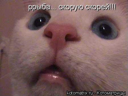ррыба... скорую скорей!!!... Котоматрица: ррыба... скорую скорей!!!
