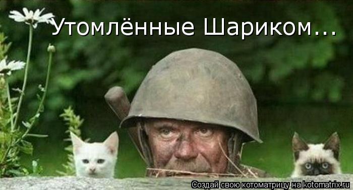 Утомлённые Шариком...... Котоматрица: Утомлённые Шариком...