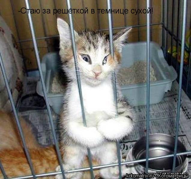 -Стаю за решёткой в темнице сухой!... Котоматрица: -Стаю за решёткой в темнице сухой!