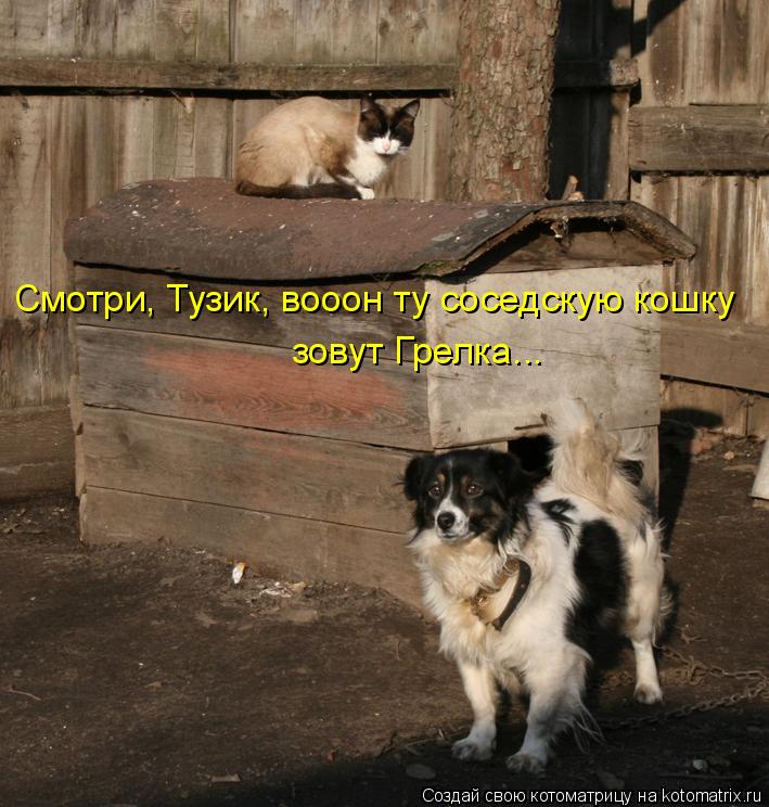 Смотри, Тузик, вооон ту соседскую кошку зовут Грелка...... Котоматрица: Смотри, Тузик, вооон ту соседскую кошку зовут Грелка...