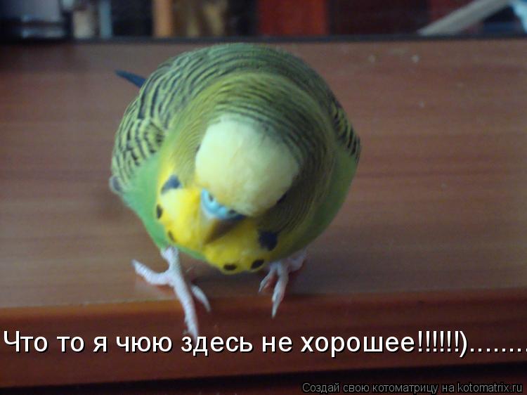 Что то я чюю здесь не хорошее!!!!!!)............. Котоматрица: Что то я чюю здесь не хорошее!!!!!!)..........