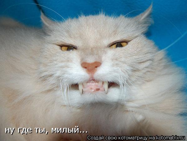 ну где ты, милый...... Котоматрица: ну где ты, милый...