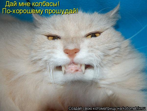 Дай мне колбасы! По-хорошему прошу,дай!... Котоматрица: Дай мне колбасы! По-хорошему прошу,дай!