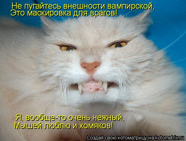 Не пугайтесь внешности вампирской, Это маскировка для врагов! Я, вообще-то очень нежный, Мышей люблю ... Котоматрица: Не пугайтесь внешности вампирской, Это маскировка для врагов! Я, вообще-то очень нежный, Мышей люблю и хомяков!
