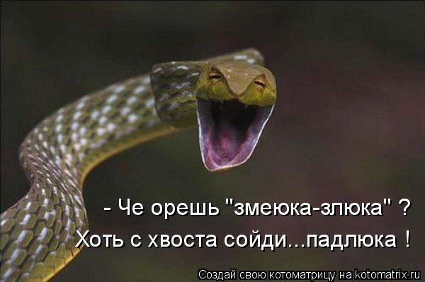 - Че орешь "змеюка-злюка" ? Хоть с хвоста сойди...падлюка !... Котоматрица: - Че орешь "змеюка-злюка" ? Хоть с хвоста сойди...падлюка !