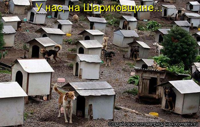 У нас, на Шариковщине...... Котоматрица: У нас, на Шариковщине...