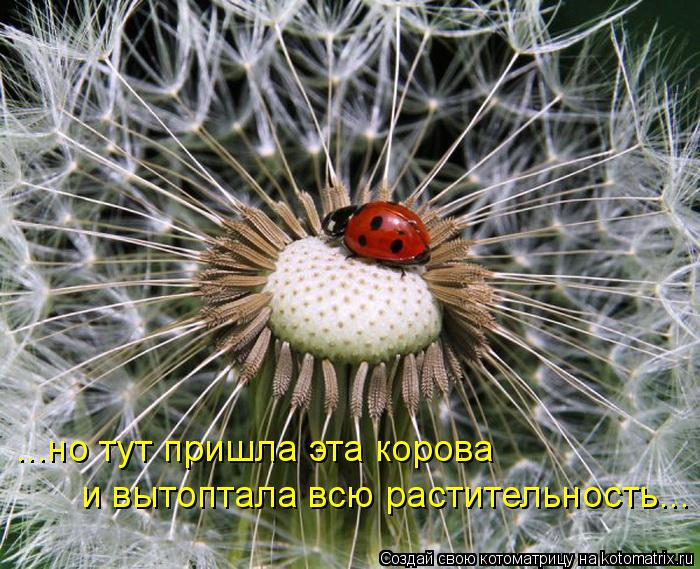 Котоматрица: ...но тут пришла эта корова  и вытоптала всю растительность...