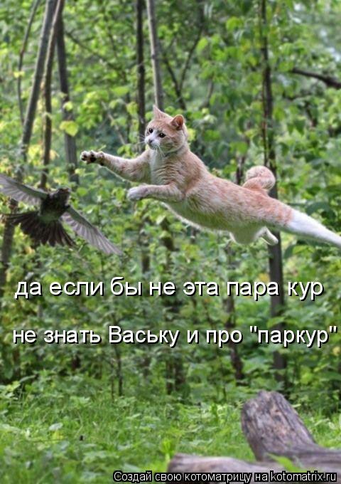 да если бы не эта пара кур не знать Ваську и про "паркур" !... Котоматрица: да если бы не эта пара кур не знать Ваську и про "паркур" !
