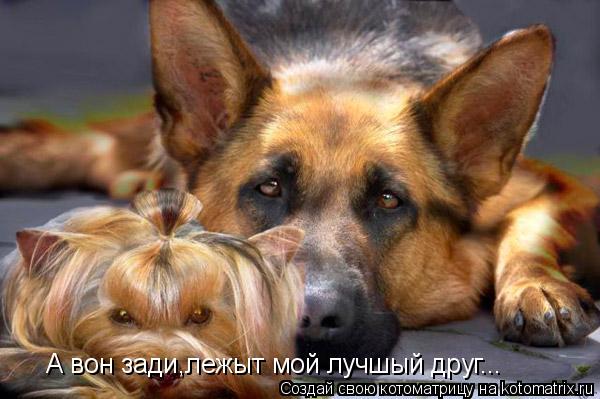 А вон зади,лежыт мой лучшый друг...... Котоматрица: А вон зади,лежыт мой лучшый друг...
