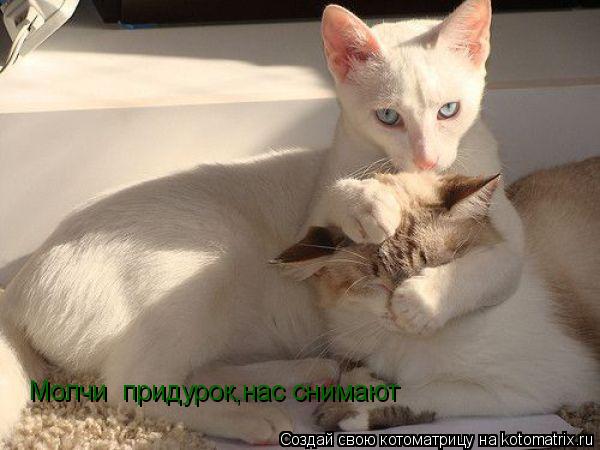 Молчи придурок,нас снимают... Котоматрица: Молчи придурок,нас снимают