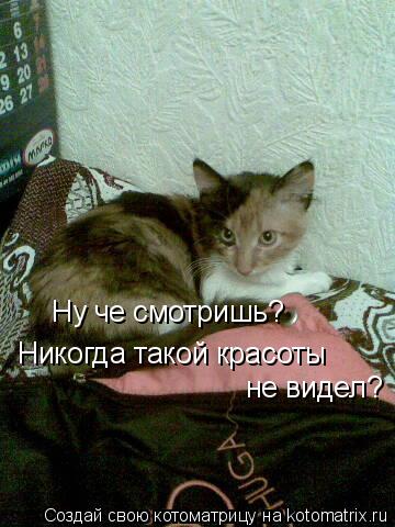 Ну че смотришь? Никогда такой красоты не видел?... Котоматрица: Ну че смотришь? Никогда такой красоты не видел?