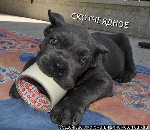 СКОТЧЕЯДНОЕ... Котоматрица: СКОТЧЕЯДНОЕ