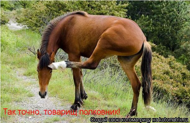 Так точно, товарищ полковник!... Котоматрица: Так точно, товарищ полковник!