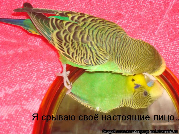 Я срываю своё настоящие лицо...... Котоматрица: Я срываю своё настоящие лицо...