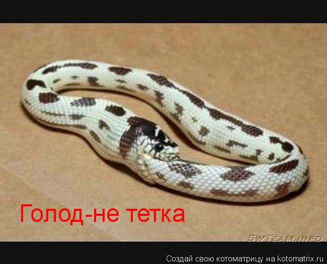 Голод-не тетка... Котоматрица: Голод-не тетка