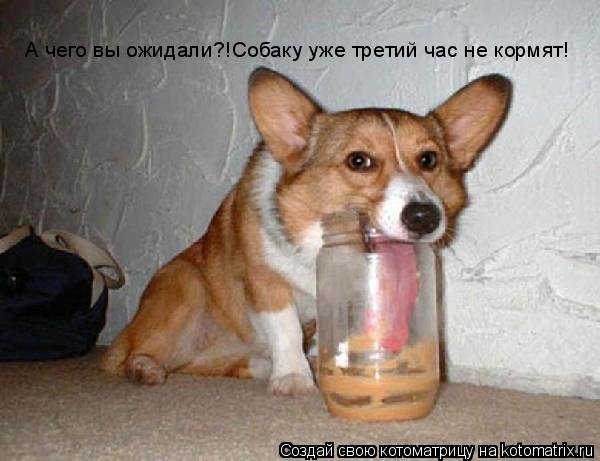 А чего вы ожидали?!Собаку уже третий час не кормят!... Котоматрица: А чего вы ожидали?!Собаку уже третий час не кормят!