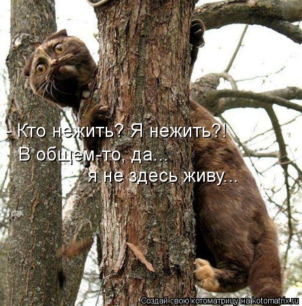 - Кто нежить? Я нежить?! В общем-то, да... я не здесь живу...... Котоматрица: - Кто нежить? Я нежить?! В общем-то, да... я не здесь живу...