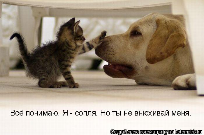 Всё понимаю. Я - сопля. Но ты не внюхивай меня.... Котоматрица: Всё понимаю. Я - сопля. Но ты не внюхивай меня.