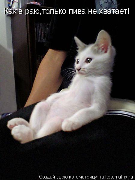 Как в раю,только пива не хватает! Как в раю,только пива не хватает!... Котоматрица: Как в раю,только пива не хватает! Как в раю,только пива не хватает!