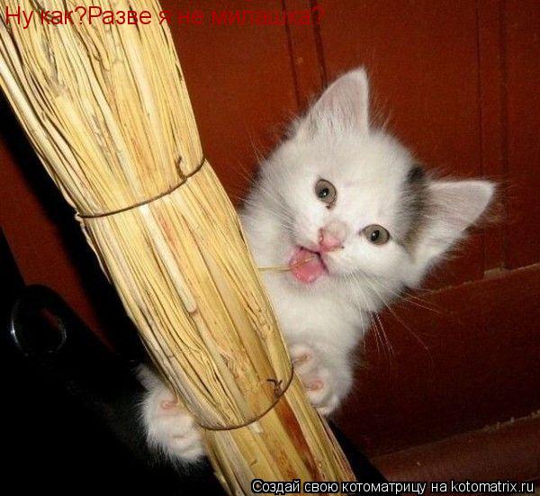 Ну как?Разве я не милашка?... Котоматрица: Ну как?Разве я не милашка?