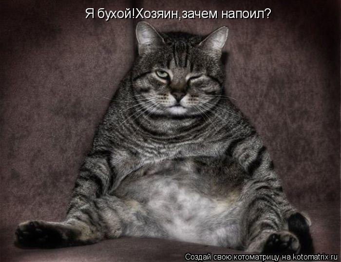 Я бухой!Хозяин,зачем напоил?... Котоматрица: Я бухой!Хозяин,зачем напоил?