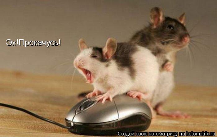 Эх!Прокачусь!... Котоматрица: Эх!Прокачусь!