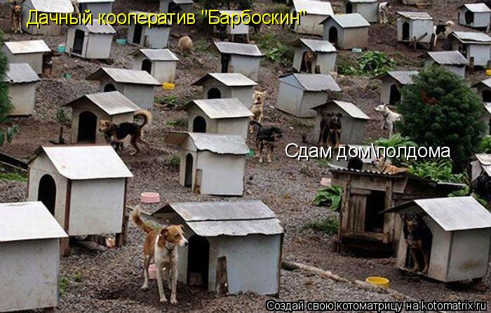 Дачный кооператив "Барбоскин" Сдам домполдома... Котоматрица: Дачный кооператив "Барбоскин" Сдам домполдома