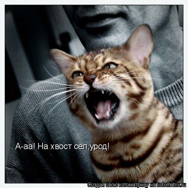 А-аа! На хвост сел,урод!... Котоматрица: А-аа! На хвост сел,урод!