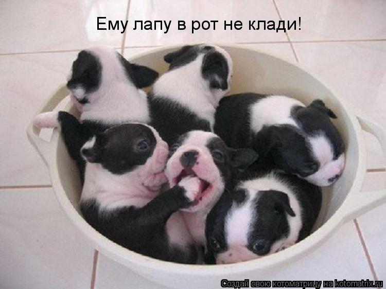 Ему лапу в рот не клади!... Котоматрица: Ему лапу в рот не клади!