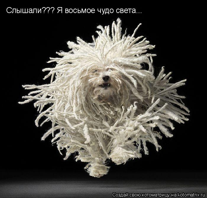 Слышали??? Я восьмое чудо света...... Котоматрица: Слышали??? Я восьмое чудо света...