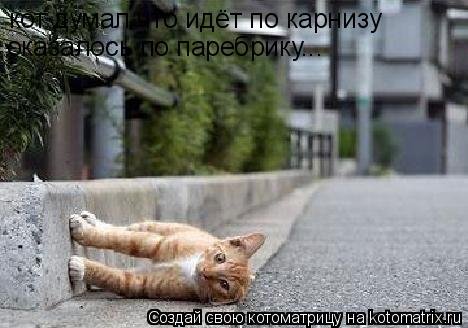 кот думал что идёт по карнизу оказалось по паребрику...... Котоматрица: кот думал что идёт по карнизу оказалось по паребрику...