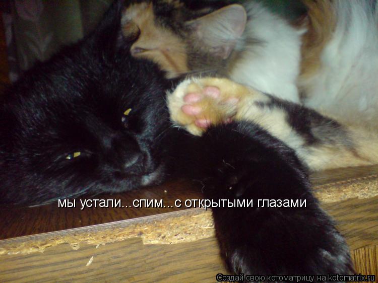мы устали...спим...с открытыми глазами... Котоматрица: мы устали...спим...с открытыми глазами