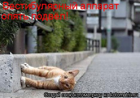 Вестибулярный аппарат опять подвёл!... Котоматрица: Вестибулярный аппарат опять подвёл!