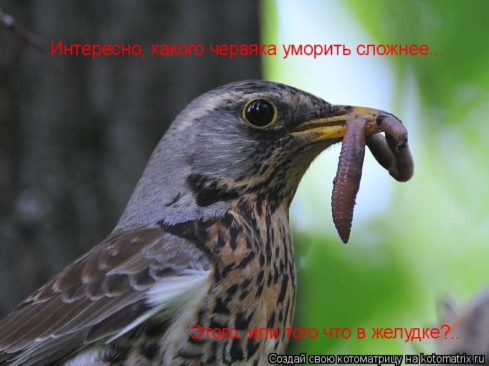 Интересно, какого червяка уморить сложнее... Этого, или того что в желудке?..... Котоматрица: Интересно, какого червяка уморить сложнее... Этого, или того что в желудке?..