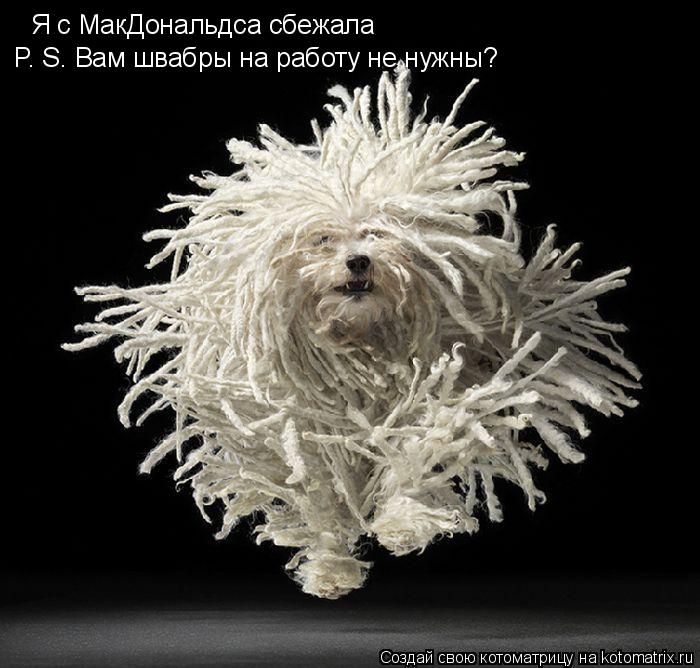 Я с МакДональдса сбежала P. S. Вам швабры на работу не нужны?... Котоматрица: Я с МакДональдса сбежала P. S. Вам швабры на работу не нужны?