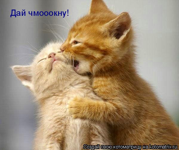 Дай чмооокну!... Котоматрица: Дай чмооокну!