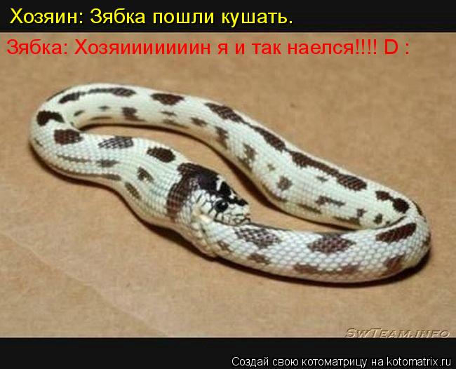 Хозяин: Зябка пошли кушать. Зябка: Хозяииииииин я и так наелся!!!! D :... Котоматрица: Хозяин: Зябка пошли кушать. Зябка: Хозяииииииин я и так наелся!!!! D :