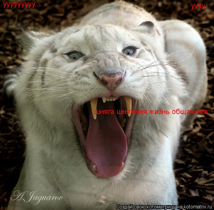 шняга шняжная жизнь общажная ... ууууууууу... уууу..... Котоматрица: шняга шняжная жизнь общажная ... ууууууууу... уууу..