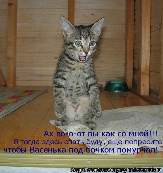 Ах во-о-от вы как со мной!!! Я тогда здесь спать буду, еще попросите чтобы Васенька под бочком помурч... Котоматрица: Ах во-о-от вы как со мной!!! Я тогда здесь спать буду, еще попросите чтобы Васенька под бочком помурчал!