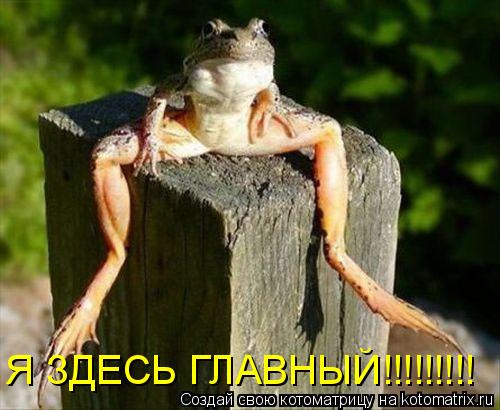 Я ЗДЕСЬ ГЛАВНЫЙ!!!!!!!!!... Котоматрица: Я ЗДЕСЬ ГЛАВНЫЙ!!!!!!!!!
