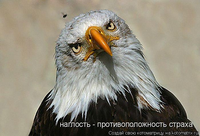 наглость - противоположность страха... Котоматрица: наглость - противоположность страха