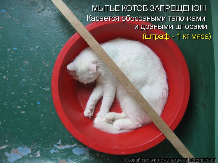 МЫТЬЕ КОТОВ ЗАПРЕЩЕНО!!! Карается обоссаными тапочками и драными шторами (штраф - 1 кг мяса)... Котоматрица: МЫТЬЕ КОТОВ ЗАПРЕЩЕНО!!! Карается обоссаными тапочками и драными шторами (штраф - 1 кг мяса)