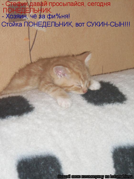 - Стефик давай просыпайся, сегодня ПОНЕДЕЛЬНИК. - Хозяин, чё за фи%ня! Стойка ПОНЕДЕЛЬНИК, вот СУКИ... Котоматрица: - Стефик давай просыпайся, сегодня ПОНЕДЕЛЬНИК. - Хозяин, чё за фи%ня! Стойка ПОНЕДЕЛЬНИК, вот СУКИН-СЫН!!!