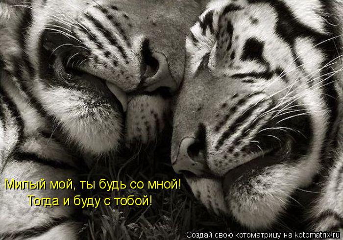 Милый мой, ты будь со мной! Тогда и буду с тобой!... Котоматрица: Милый мой, ты будь со мной! Тогда и буду с тобой!