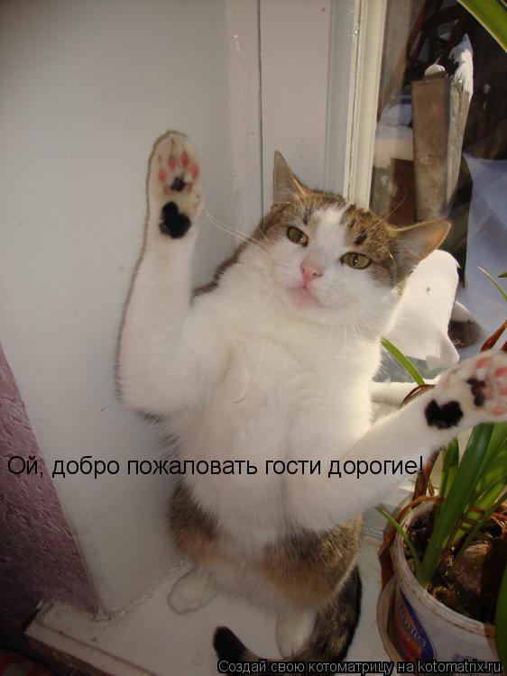 Ой, добро пожаловать гости дорогие!... Котоматрица: Ой, добро пожаловать гости дорогие!