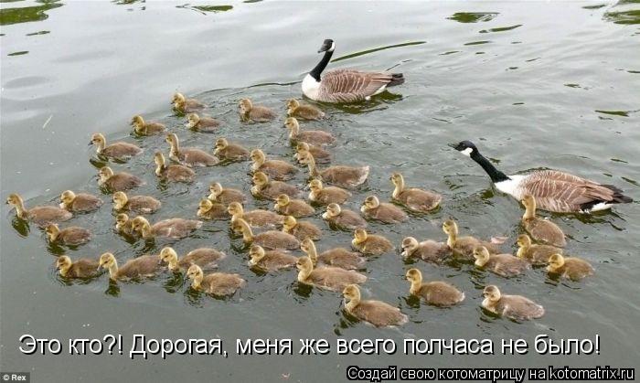 Это кто?! Дорогая, меня же всего полчаса не было!... Котоматрица: Это кто?! Дорогая, меня же всего полчаса не было!